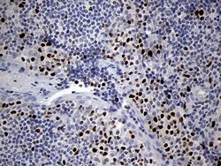 RUNX3 Mouse anti-Human, Clone: OTI2G1, lyophilized, TrueMAB 100 &mu;g;