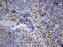 RUNX3 Monoclonal Antibody (OTI2G1), TrueMAB , OriGene 100 &mu;L; Unconjugated:Antibodies,