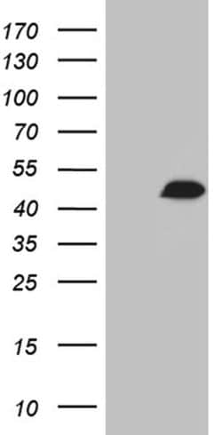 RUNX3 Monoclonal Antibody (OTI9G7), TrueMAB , OriGene:Antibodies:Primary