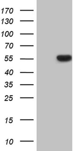 RUNX3 Monoclonal Antibody (OTI2G1), TrueMAB , OriGene 100 &mu;L; Unconjugated:Antibodies,