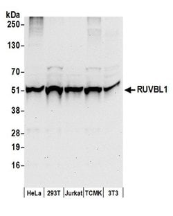 RUVBL1 Polyclonal Antibody, Bethyl Laboratories 20 &mu;l; Unlabeled:Antibodies,