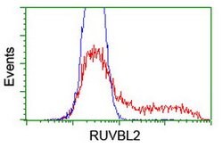 RUVBL2 Mouse anti-Canine, Human, Mouse, Rat, Clone: OTI1A6, lyophilized,