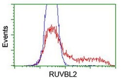 RUVBL2 Mouse anti-Canine, Human, Mouse, Rat, Clone: OTI1A6, liquid, TrueMAB