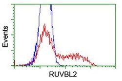 RUVBL2 Monoclonal Antibody (OTI2B9), TrueMAB , OriGene:Antibodies:Primary