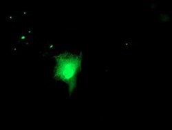 RUVBL2 Mouse anti-Canine, Human, Mouse, Rat, Clone: OTI1A6, liquid, TrueMAB