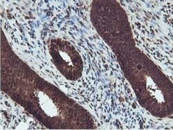 RUVBL2 Mouse anti-Canine, Human, Mouse, Rat, Clone: OTI1A6, liquid, TrueMAB