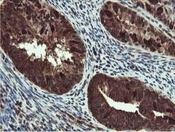 RUVBL2 Mouse anti-Canine, Human, Mouse, Rat, Clone: OTI1A6, liquid, TrueMAB