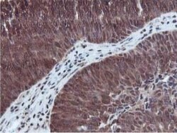 RUVBL2 Mouse anti-Canine, Human, Mouse, Rat, Clone: OTI1A6, liquid, TrueMAB