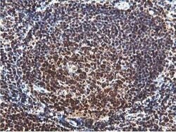 RUVBL2 Mouse anti-Canine, Human, Mouse, Rat, Clone: OTI1A6, lyophilized,