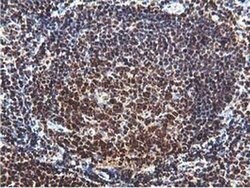 RUVBL2 Mouse anti-Canine, Human, Mouse, Rat, Clone: OTI1A6, liquid, TrueMAB