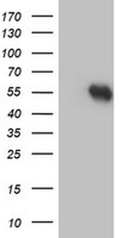 RUVBL2 Mouse anti-Canine, Human, Mouse, Rat, Clone: OTI1A6, liquid, TrueMAB