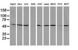 RUVBL2 Mouse anti-Canine, Human, Mouse, Rat, Clone: OTI1A6, lyophilized,