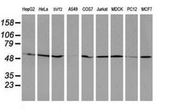 RUVBL2 Mouse anti-Canine, Human, Mouse, Rat, Clone: OTI1A6, liquid, TrueMAB