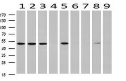 RUVBL2 Mouse anti-Canine, Human, Mouse, Rat, Clone: OTI1A6, liquid, TrueMAB