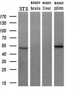 RUVBL2 Mouse anti-Canine, Human, Mouse, Rat, Clone: OTI1A6, liquid, TrueMAB