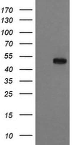 RUVBL2 Monoclonal Antibody (OTI2B9), TrueMAB , OriGene 30 &mu;L; Unconjugated:Antibodies,