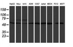 RUVBL2 Monoclonal Antibody (OTI2B9), TrueMAB , OriGene:Antibodies:Primary
