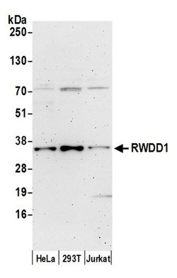 RWDD1 Polyclonal Antibody, Bethyl Laboratories:Antibodies:Primary Antibodies