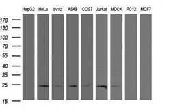 RYBP Mouse anti-Canine, Human, Mouse, Clone: OTI2B4, liquid, TrueMAB 100