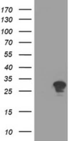 RYBP Mouse anti-Human, Clone: OTI2D4, lyophilized, TrueMAB 100 &mu;g; Unconjugated:Antibodies,