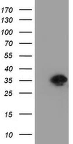 RYBP Monoclonal Antibody (OTI2H9), TrueMAB , OriGene 100 &mu;L; Unconjugated:Antibodies,