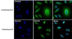 Invitrogen™ RAB11B Polyclonal Antibody