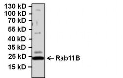 Invitrogen RAB11B Polyclonal Antibody 200 &mu;g; Unconjugated:Antibodies,