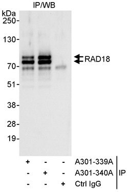 Rad18 Rabbit anti-Human, Polyclonal, Bethyl Laboratories 100 &mu;l; Unlabeled:Antibodies,
