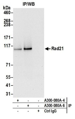 Rad21 Rabbit anti-Human, Mouse, Polyclonal, Bethyl Laboratories 100 &mu;L;