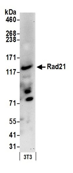 Rad21 Polyclonal Antibody, Bethyl Laboratories 20 &mu;L; Unconjugated:Antibodies,