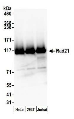Rad21 Polyclonal Antibody, Bethyl Laboratories 20 &mu;L; Unconjugated:Antibodies,