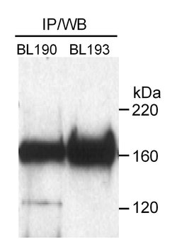 Rad50 Rabbit anti-Human, Polyclonal, Bethyl Laboratories 100 &mu;L; Unconjugated:Antibodies,