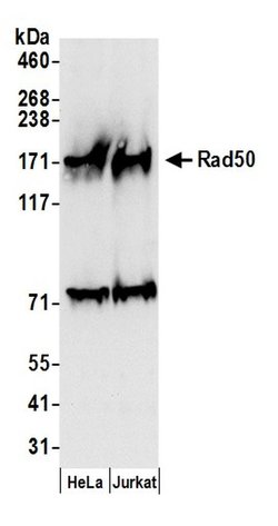 Rad50 Polyclonal Antibody, Bethyl Laboratories 20 &mu;L; Unconjugated:Antibodies,