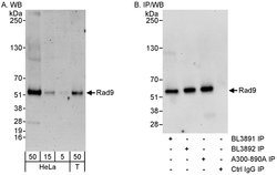 Rad9 Rabbit anti-Human, Polyclonal, Bethyl Laboratories 100 &mu;L; Unconjugated:Antibodies,