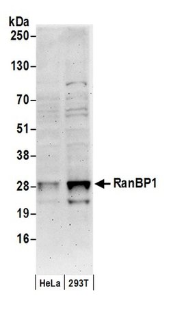 RanBP1 Polyclonal Antibody, Bethyl Laboratories:Antibodies:Primary Antibodies