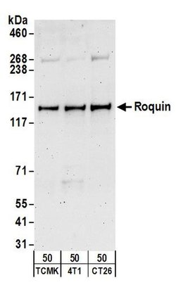 Roquin Rabbit anti-Human, Mouse, Polyclonal, Bethyl Laboratories 100 &mu;L;