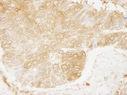 RanBP1 Polyclonal Antibody, Bethyl Laboratories:Antibodies:Primary Antibodies