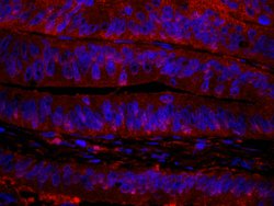RanBP1 Polyclonal Antibody, Bethyl Laboratories 100 &mu;L; Unconjugated:Antibodies,