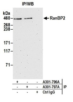 RanBP2 Rabbit anti-Human, Mouse, Polyclonal, Bethyl Laboratories 100 &mu;L;