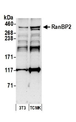 RanBP2 Rabbit anti-Human, Mouse, Polyclonal, Bethyl Laboratories 100 &mu;L;