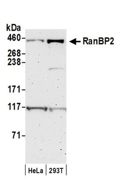 RanBP2 Rabbit anti-Human, Mouse, Polyclonal, Bethyl Laboratories 100 &mu;L;