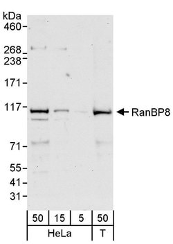 RanBP8 Rabbit anti-Human, Polyclonal, Bethyl Laboratories 100 &mu;l; Unlabeled:Antibodies,