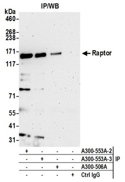 Raptor Rabbit anti-Human, Polyclonal, Bethyl Laboratories 100 &mu;L; Unconjugated:Antibodies,