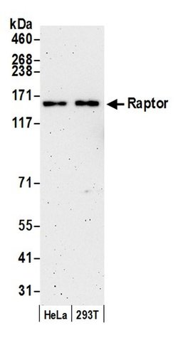 Raptor Rabbit anti-Human, Polyclonal, Bethyl Laboratories 100 &mu;L; Unconjugated:Antibodies,