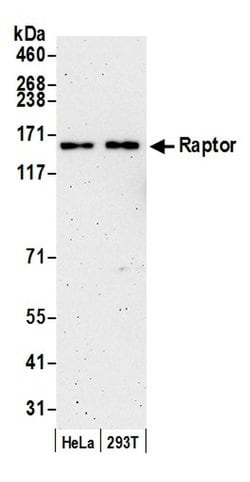 Raptor Polyclonal Antibody, Bethyl Laboratories 20 &mu;l; Unlabeled:Antibodies,