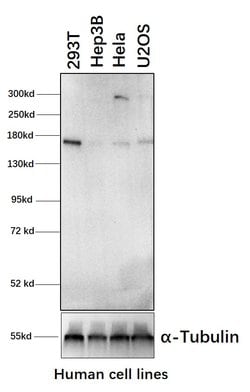 Invitrogen Raptor Polyclonal Antibody 100 &mu;g; Unconjugated:Antibodies,