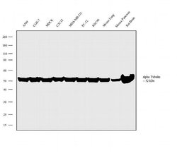 Invitrogen Goat anti-Rat IgG2a Secondary Antibody, HRP 500 &mu;g; HRP:Antibodies,