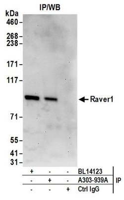 Raver1 Rabbit anti-Human, Polyclonal, Bethyl Laboratories 10 &mu;l; Unlabeled:Antibodies,