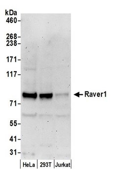 Raver1 Rabbit anti-Human, Polyclonal, Bethyl Laboratories 10 &mu;l; Unlabeled:Antibodies,