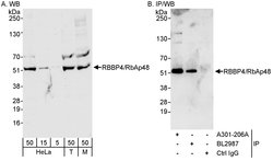 RbBP4 Rabbit anti-Human, Mouse, Polyclonal, Bethyl Laboratories 100 &mu;L;